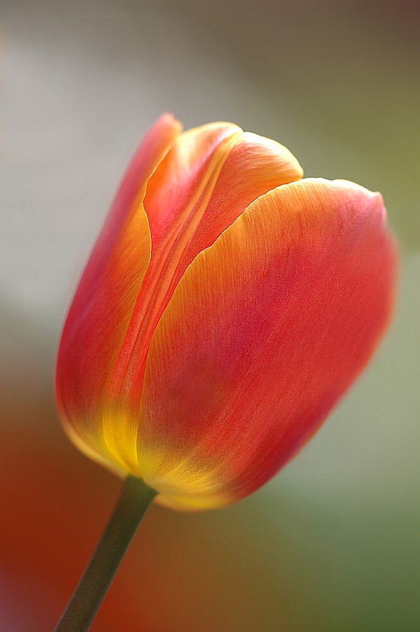 photo "tulip" tags: nature, flowers