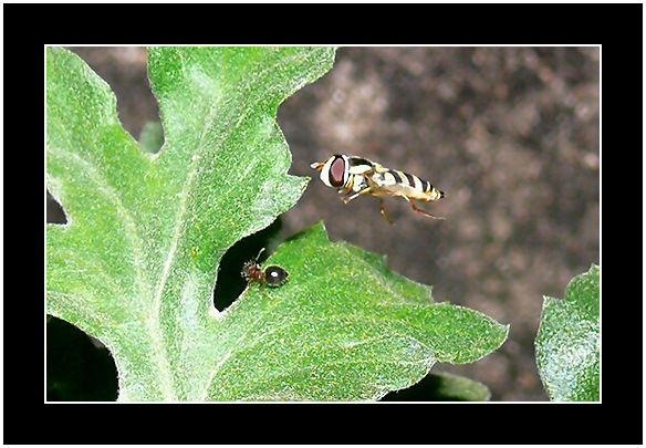 photo "predator prey" tags: nature, insect