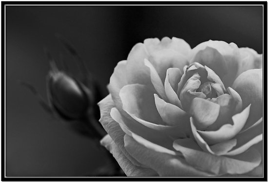 photo "Rose Study" tags: nature, black&white, flowers