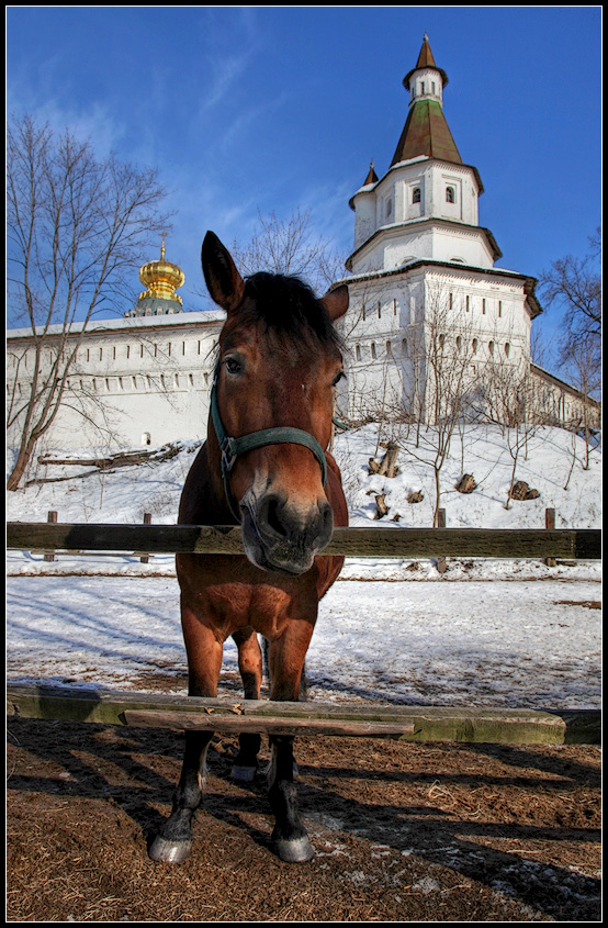 photo "good horse" tags: nature, landscape, pets/farm animals, spring