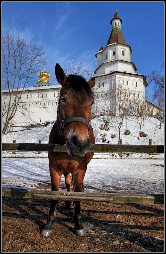 фото "добрая лошадка" метки: природа, пейзаж, весна, домашние животные