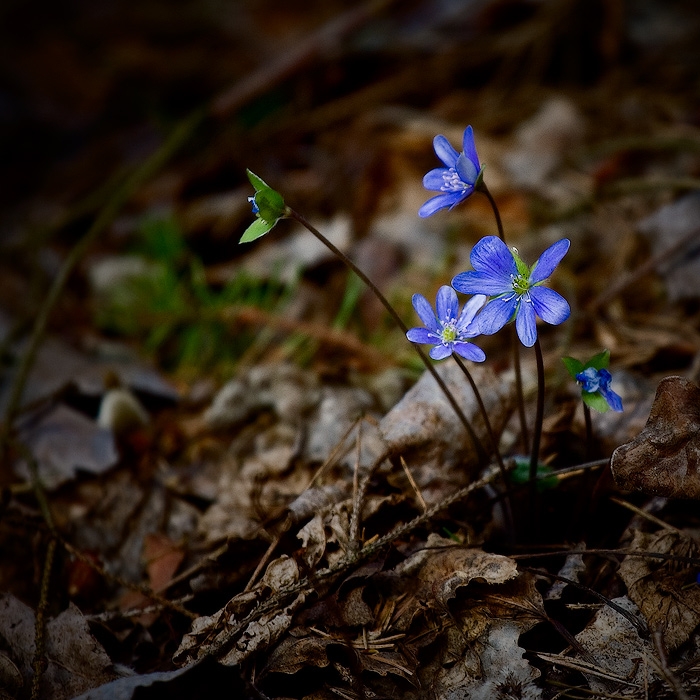 фото "." метки: природа, цветы