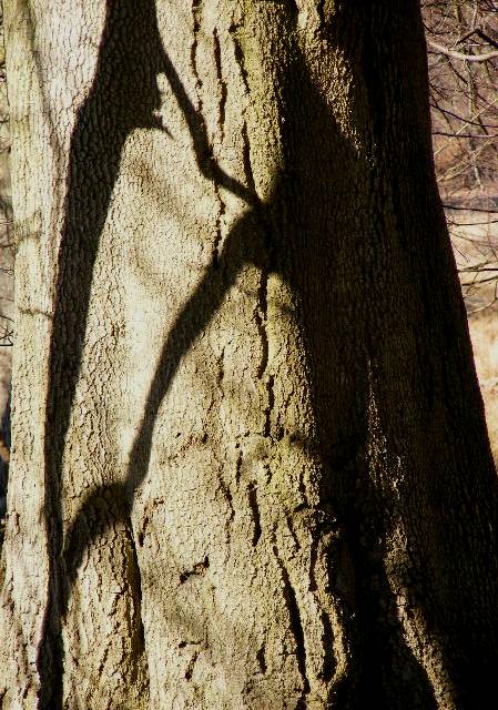 фото "Shadow in the wood." метки: природа, 