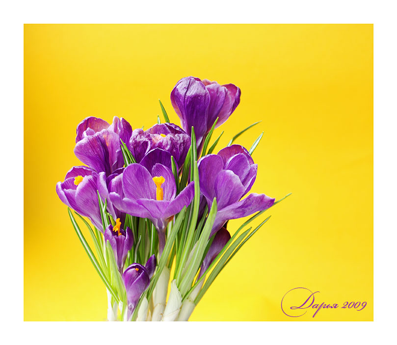 photo "***" tags: nature, macro and close-up, flowers