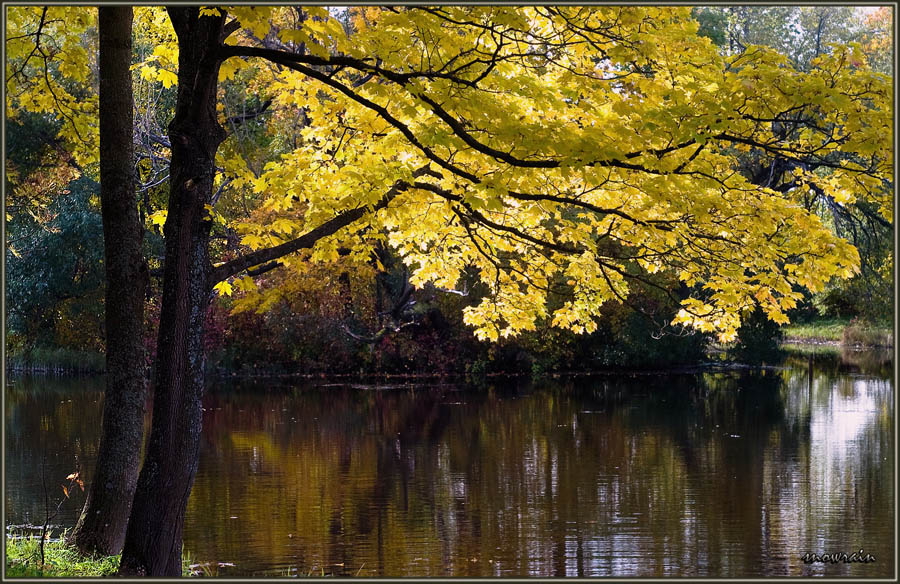 photo "Yellow sun" tags: landscape, autumn