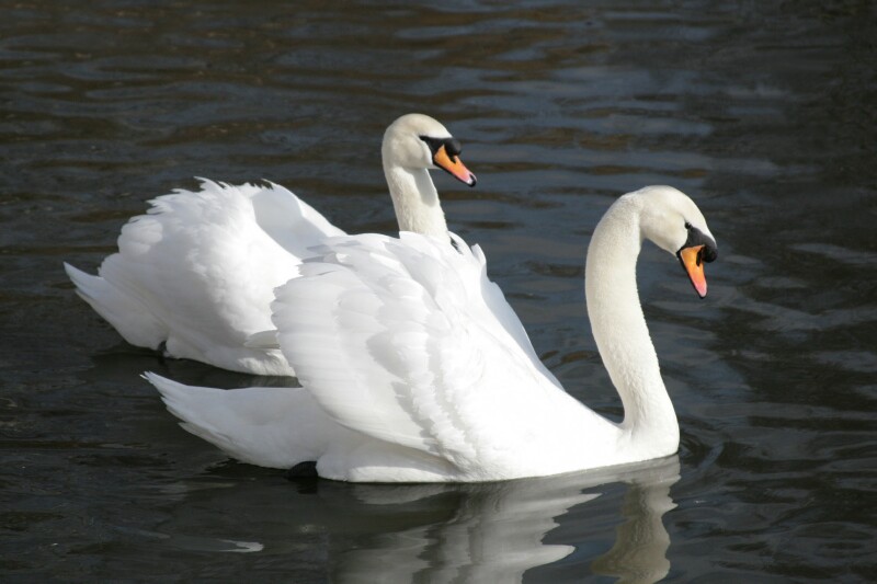 photo "***" tags: nature, wild animals