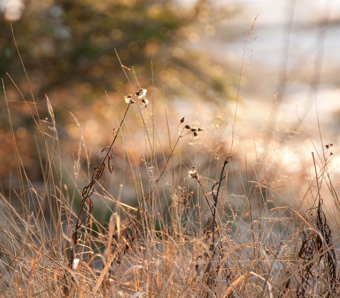 photo "***" tags: landscape, spring