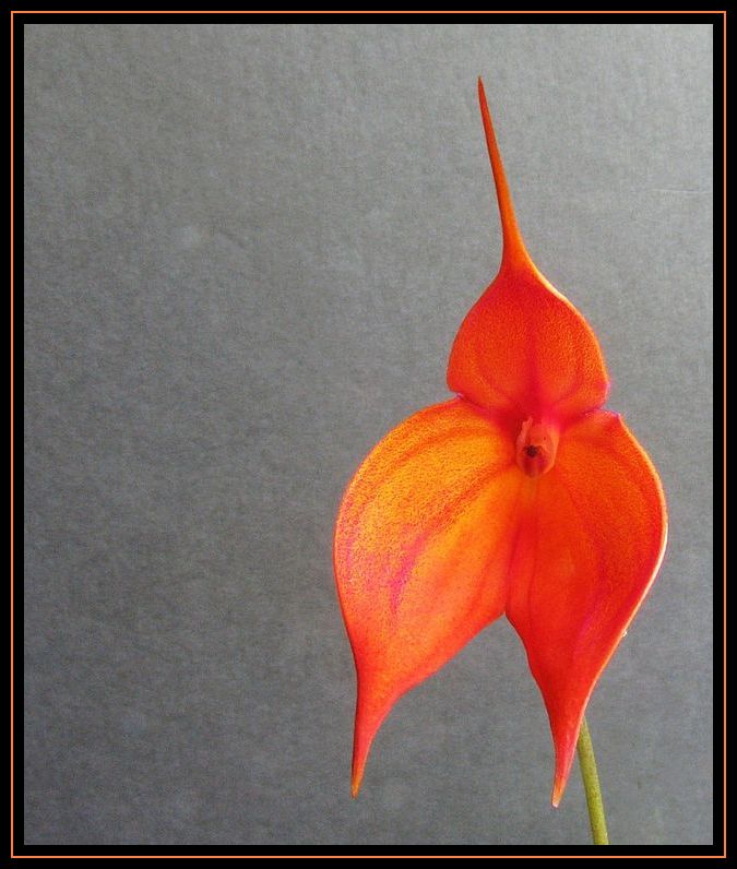 photo "Masdevallia - Orchid." tags: nature, flowers