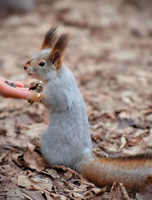 photo "Squirrel" tags: nature, wild animals