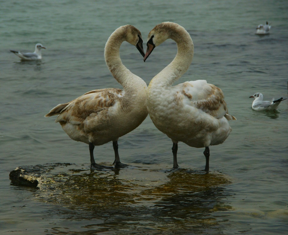 photo "Cordial relations" tags: nature, reporting, wild animals