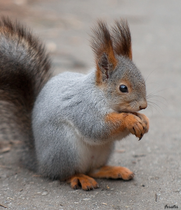 photo "Squirrel" tags: nature, wild animals