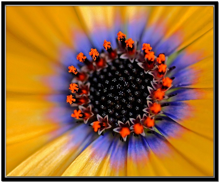 фото "In Your Face" метки: природа, макро и крупный план, цветы