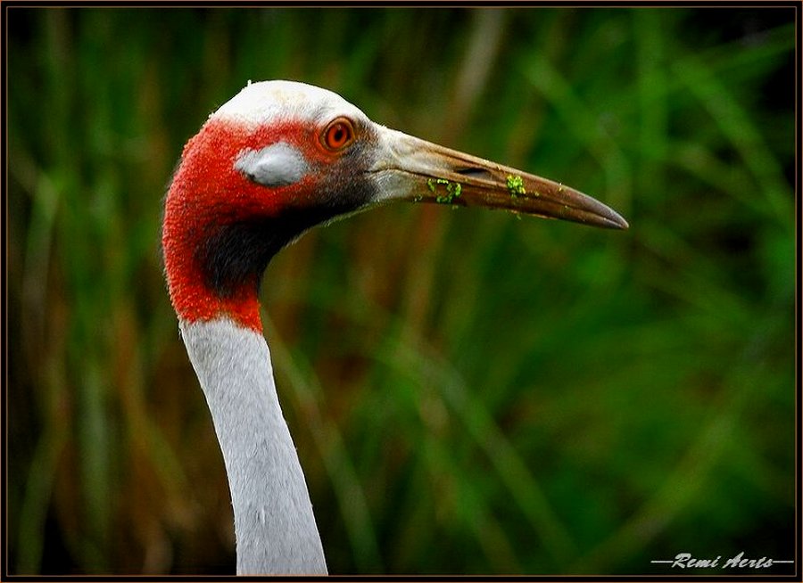 фото "let me eat !!" метки: природа, макро и крупный план, дикие животные