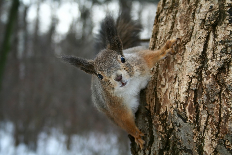 photo "***" tags: nature, wild animals