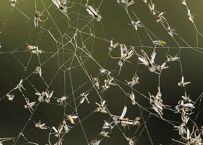 фото "BREAKFAST CATCH" метки: природа, макро и крупный план, насекомое