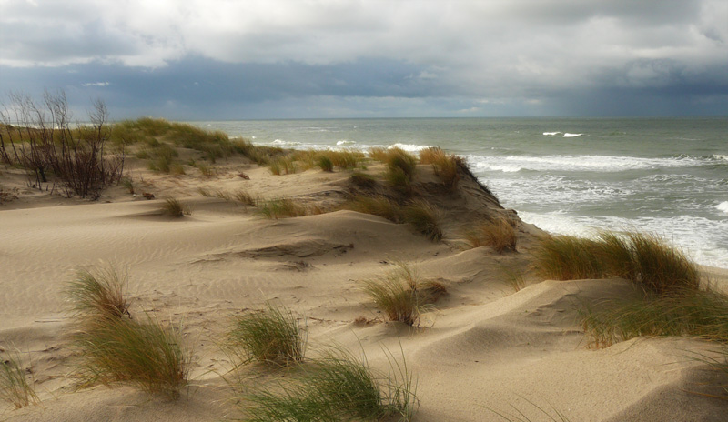 Ветер взморья. Анапские дюны. Песчаные Барханы Витязево. Рижское море дюны. Дюны Анапа картина.