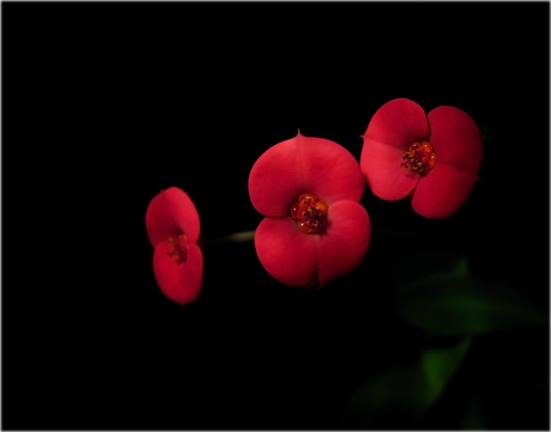 photo "Necklaces" tags: nature, macro and close-up, flowers