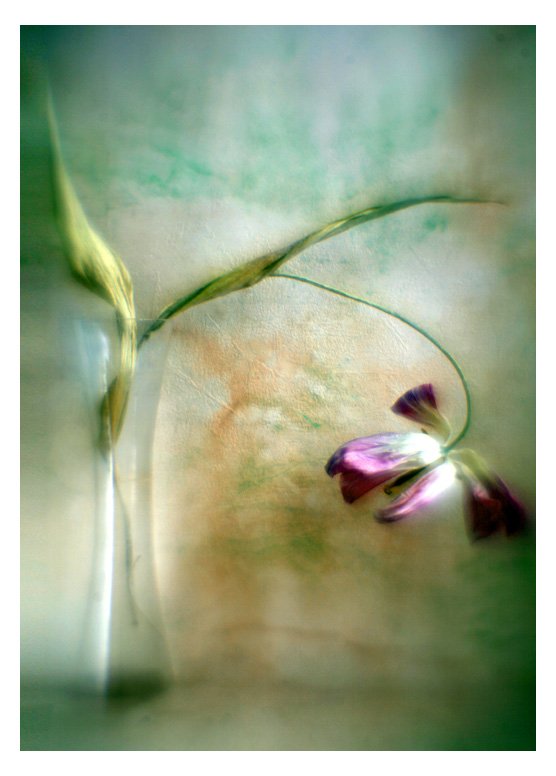 photo "Spring breath" tags: still life, abstract, 
