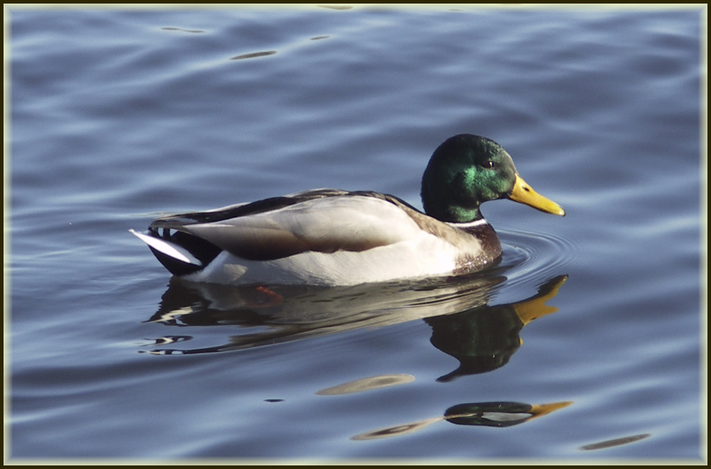 photo "***" tags: nature, wild animals