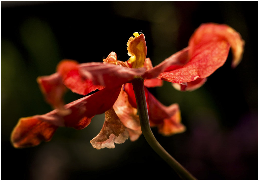 photo "Flower" tags: nature, flowers