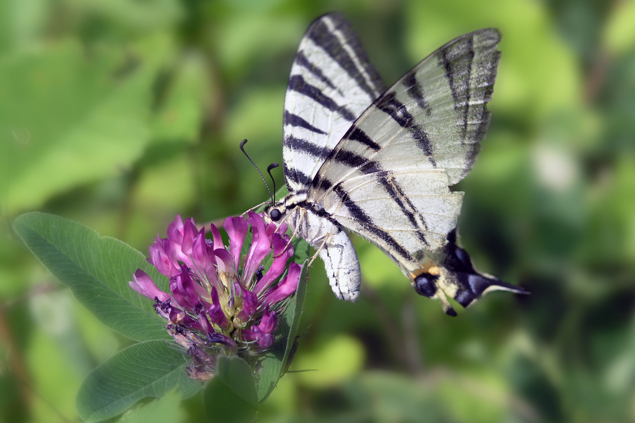 photo "***" tags: nature, insect