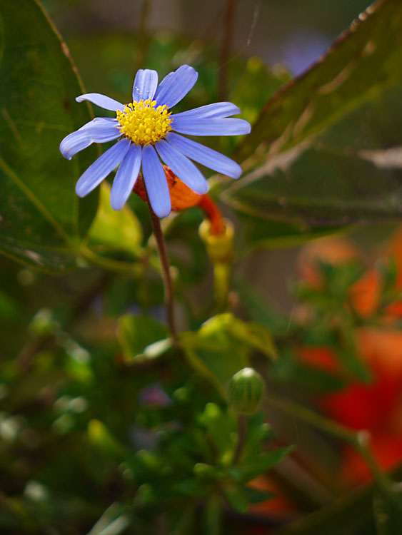 photo "Felicia" tags: nature, macro and close-up, flowers