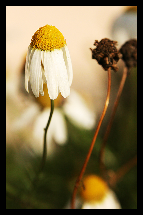 photo "***" tags: macro and close-up, nature, flowers