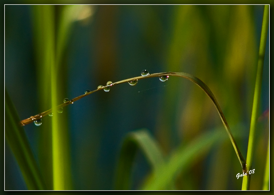 photo "On the different parties" tags: macro and close-up, 