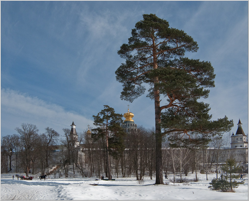 photo "Pines New Jerusalem ..." tags: landscape, winter