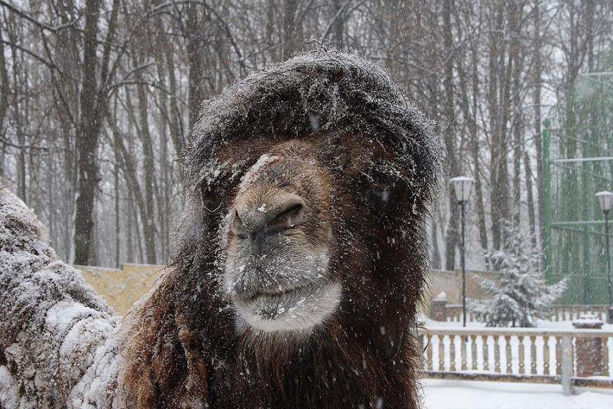 фото "Практически снежный барс :)" метки: природа, дикие животные