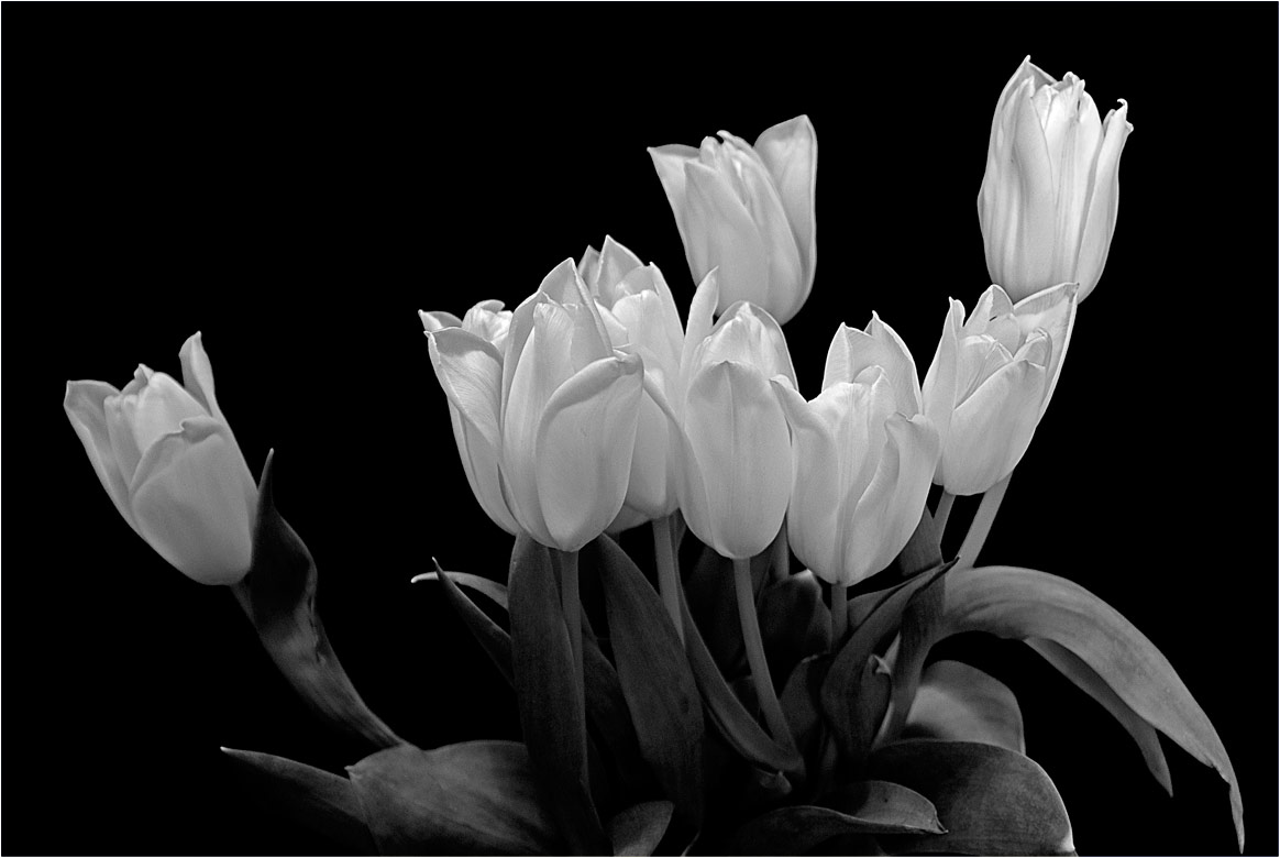 photo "тюльпаны B&W" tags: nature, black&white, flowers