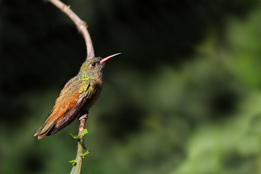 photo "colibri" tags: nature, wild animals