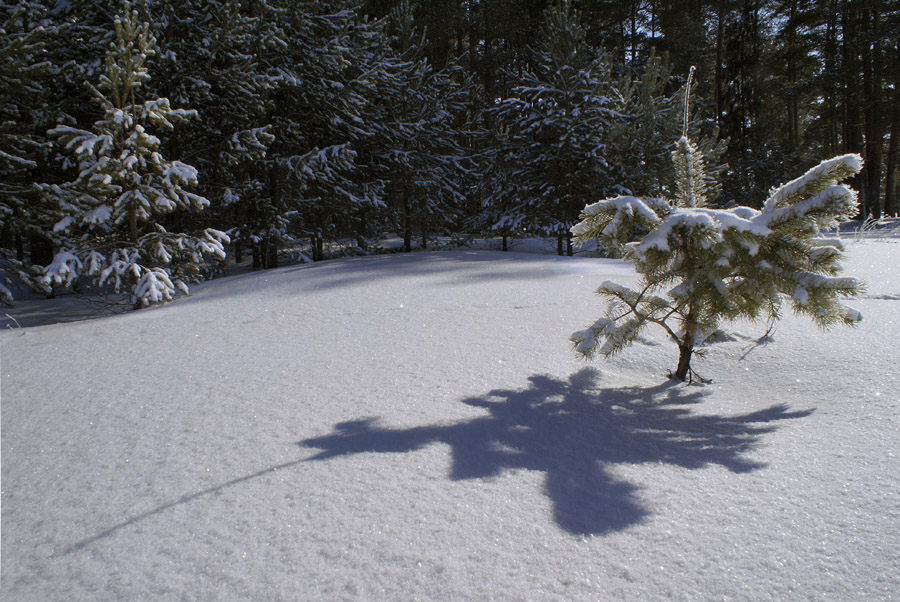 фото "Лесной маэстро" метки: пейзаж, зима