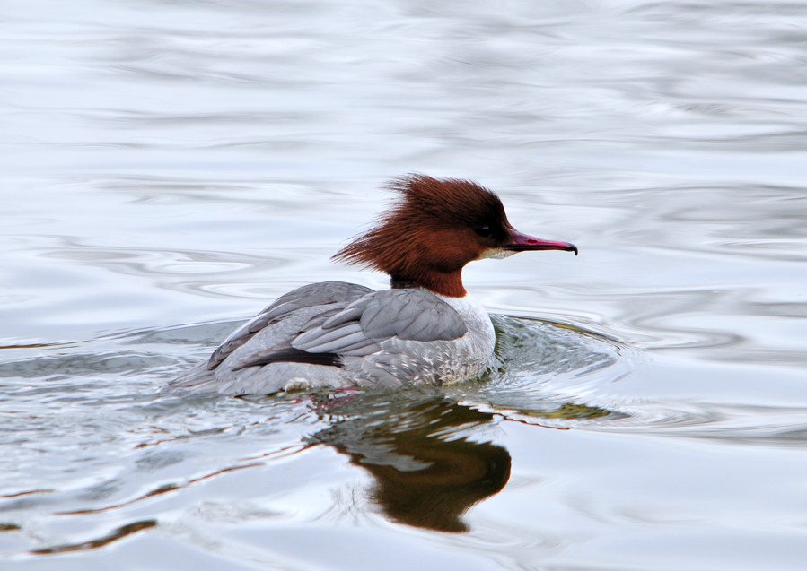 photo "Common Merganser" tags: nature, wild animals