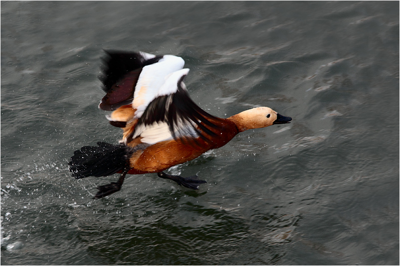 photo "Running on Water" tags: nature, wild animals