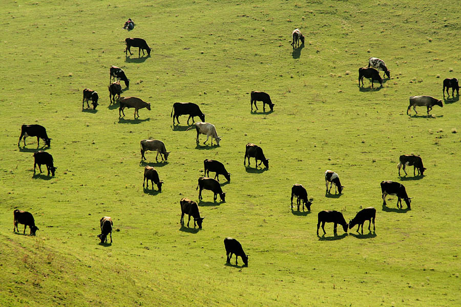 photo "Drove of cattle" tags: landscape, nature, pets/farm animals, summer