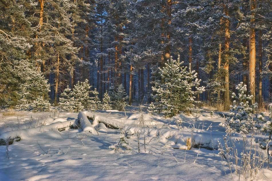 фото "Зимняя зарисовка" метки: пейзаж, зима, лес
