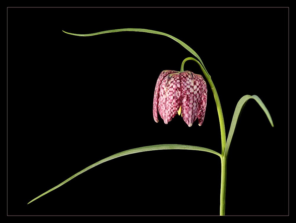 фото "Fritillaria" метки: природа, цветы