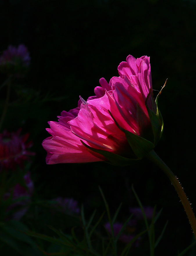 photo "***" tags: nature, flowers