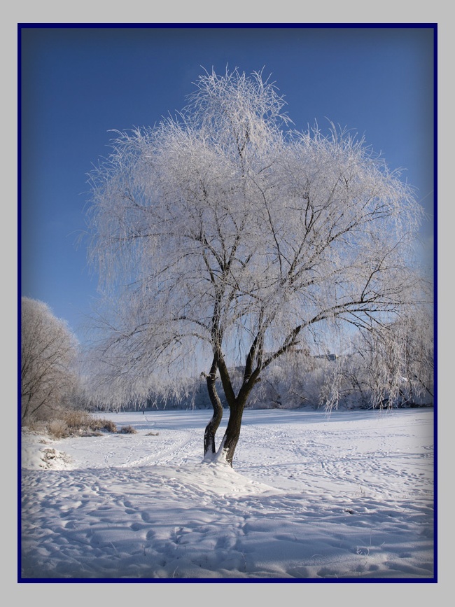 фото "***" метки: пейзаж, природа, зима, цветы