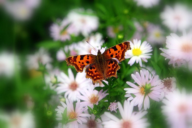 фото "Ах лето..." метки: природа, насекомое, цветы