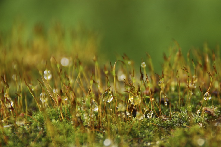 photo "Tears" tags: nature, flowers