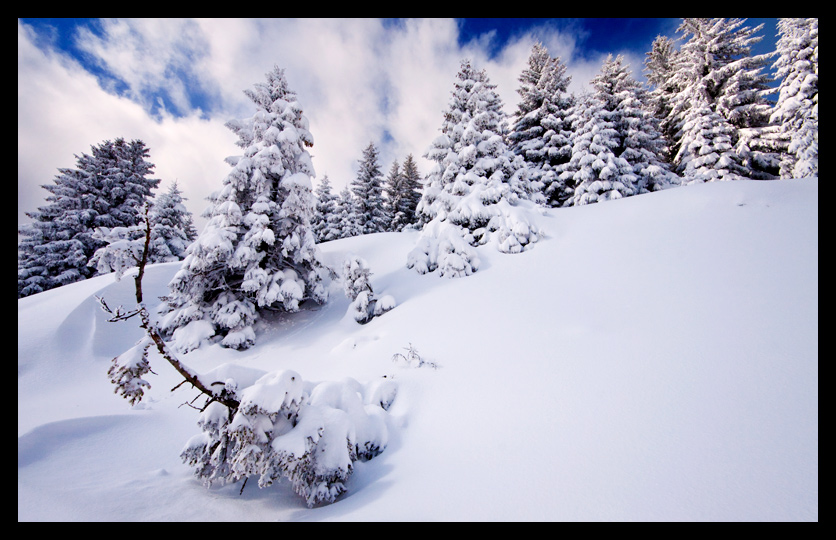 фото "Winter beauty" метки: пейзаж, зима