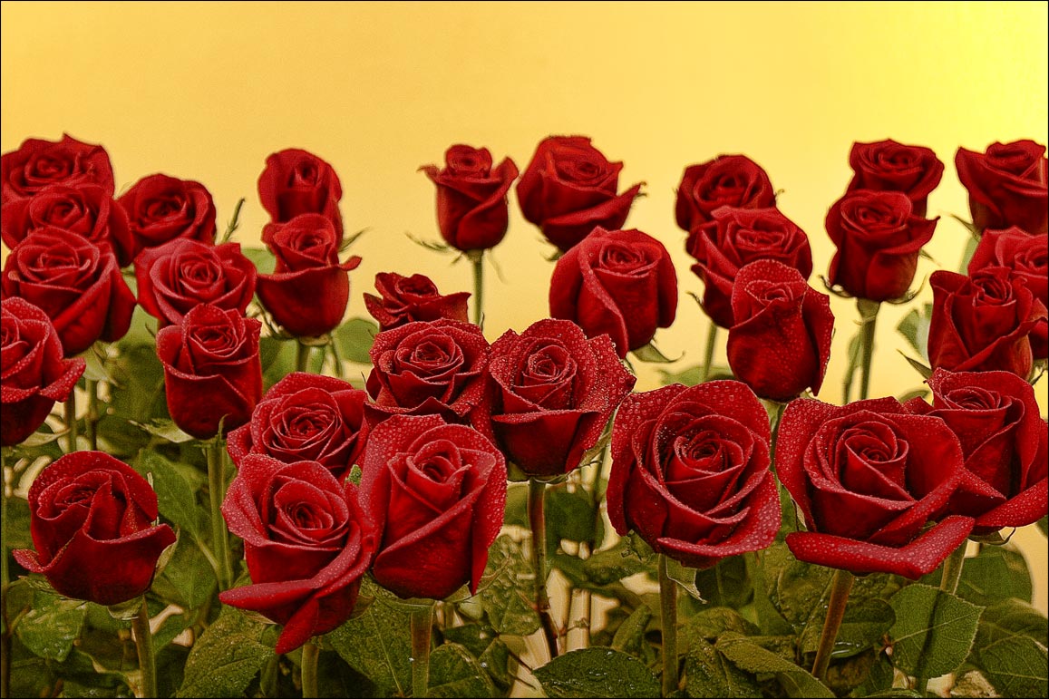 photo "Roses" tags: nature, still life, flowers