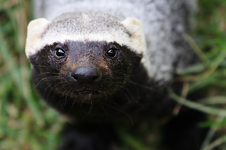 photo "a friendly face" tags: nature, wild animals