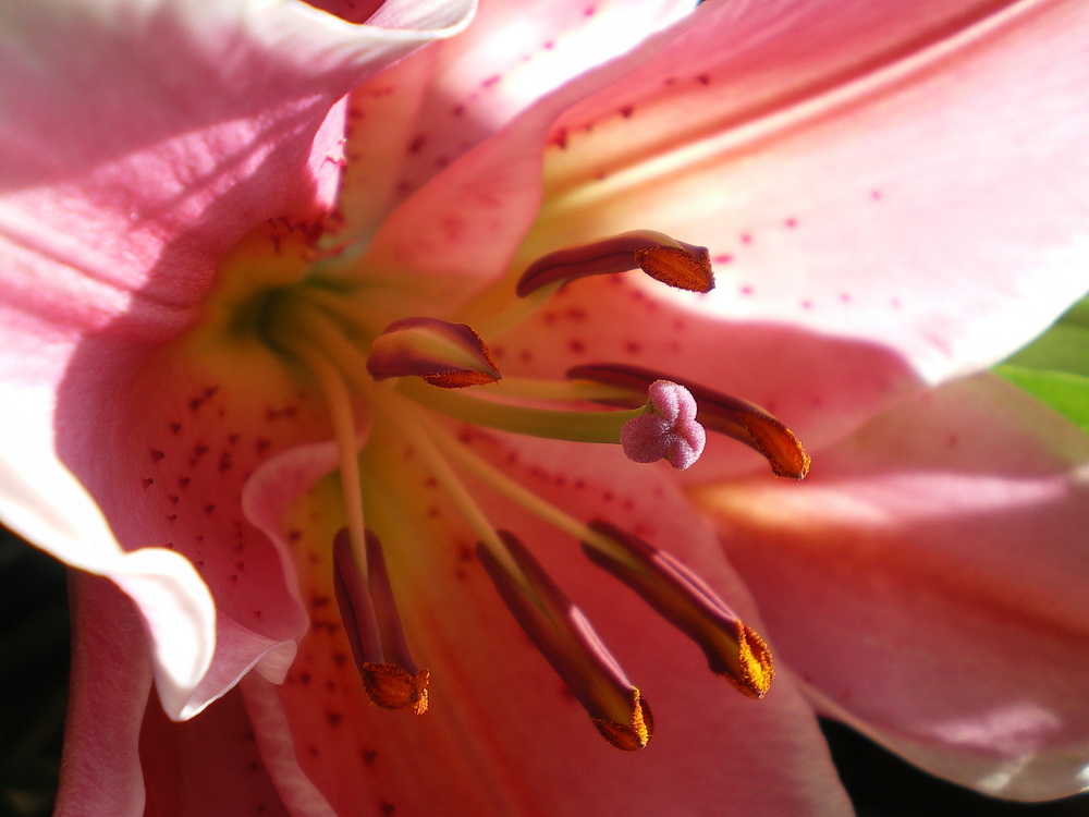 photo "***" tags: nature, macro and close-up, flowers