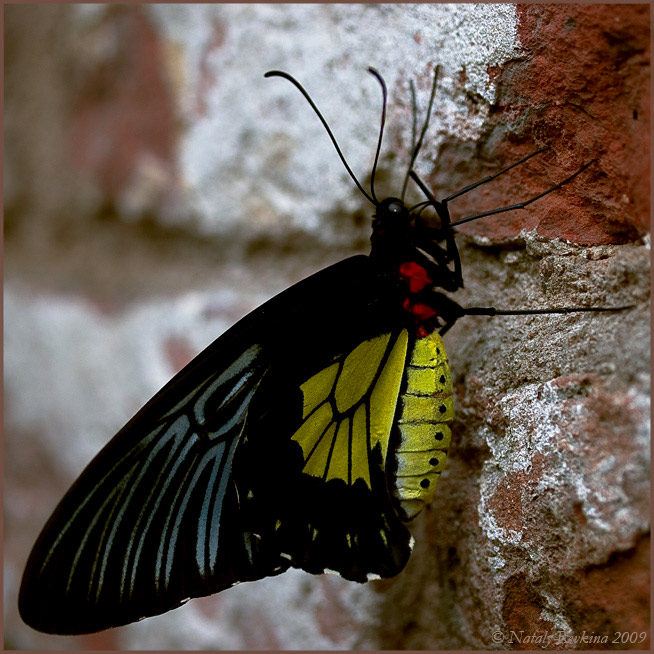 photo "***" tags: nature, insect