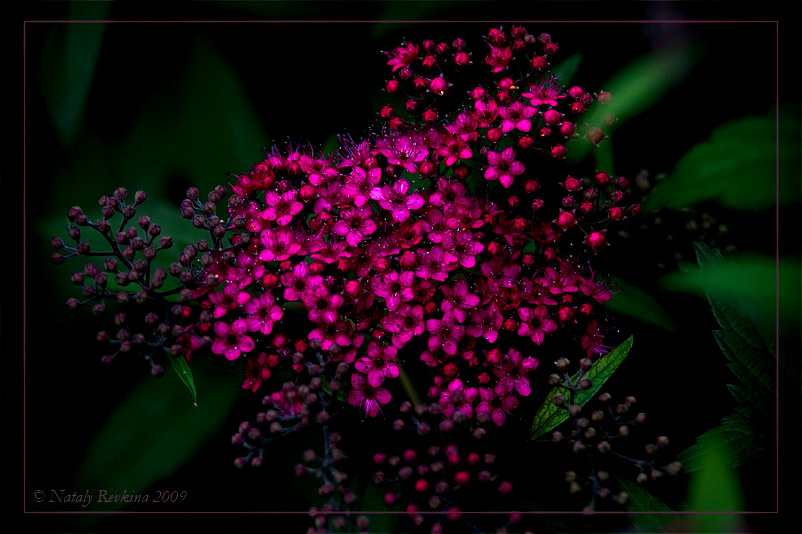 фото "***" метки: природа, цветы
