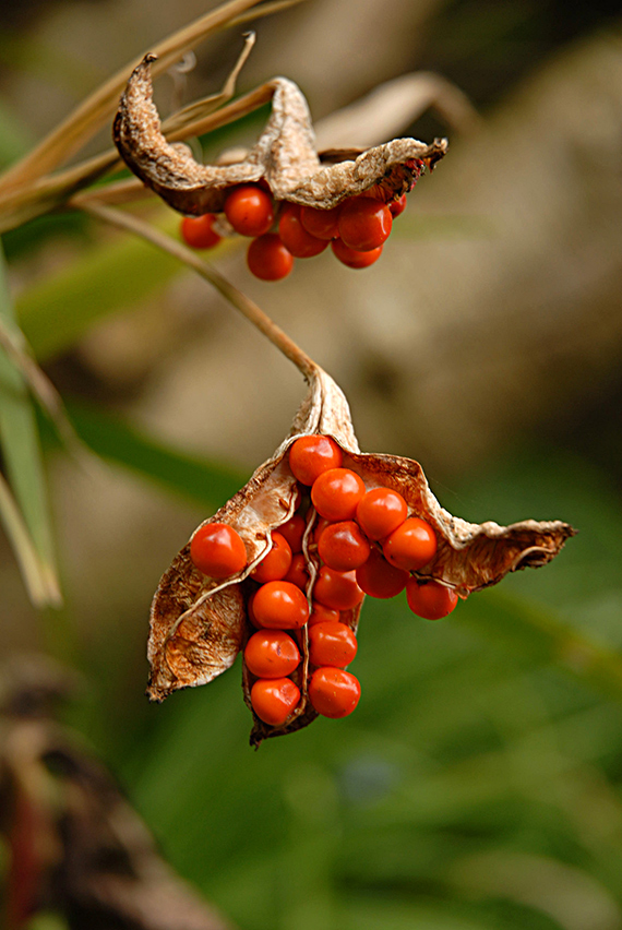 photo "Spring" tags: , 