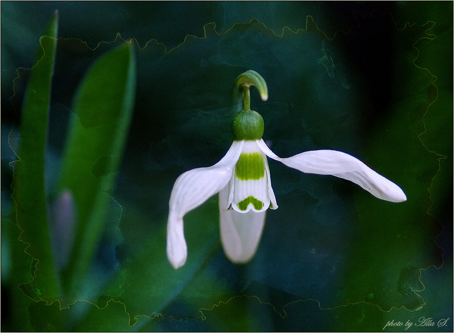 photo "***" tags: nature, flowers